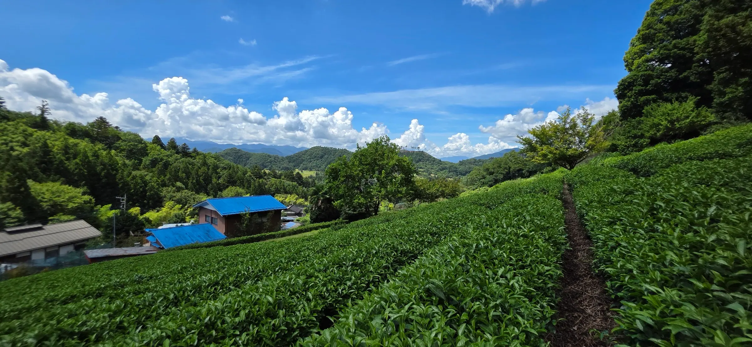 Tea bushes on a hillside above a few houses, with wooded hills behind and a blue sky overhead