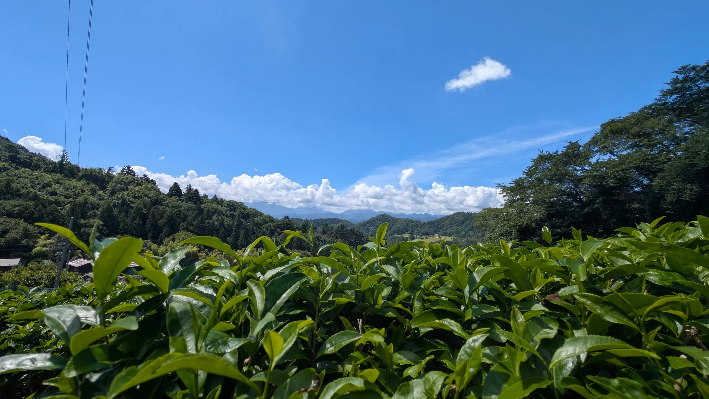 Tea leaves in the foreground, with wooded hills and a mountain ridge beneath a blue sky