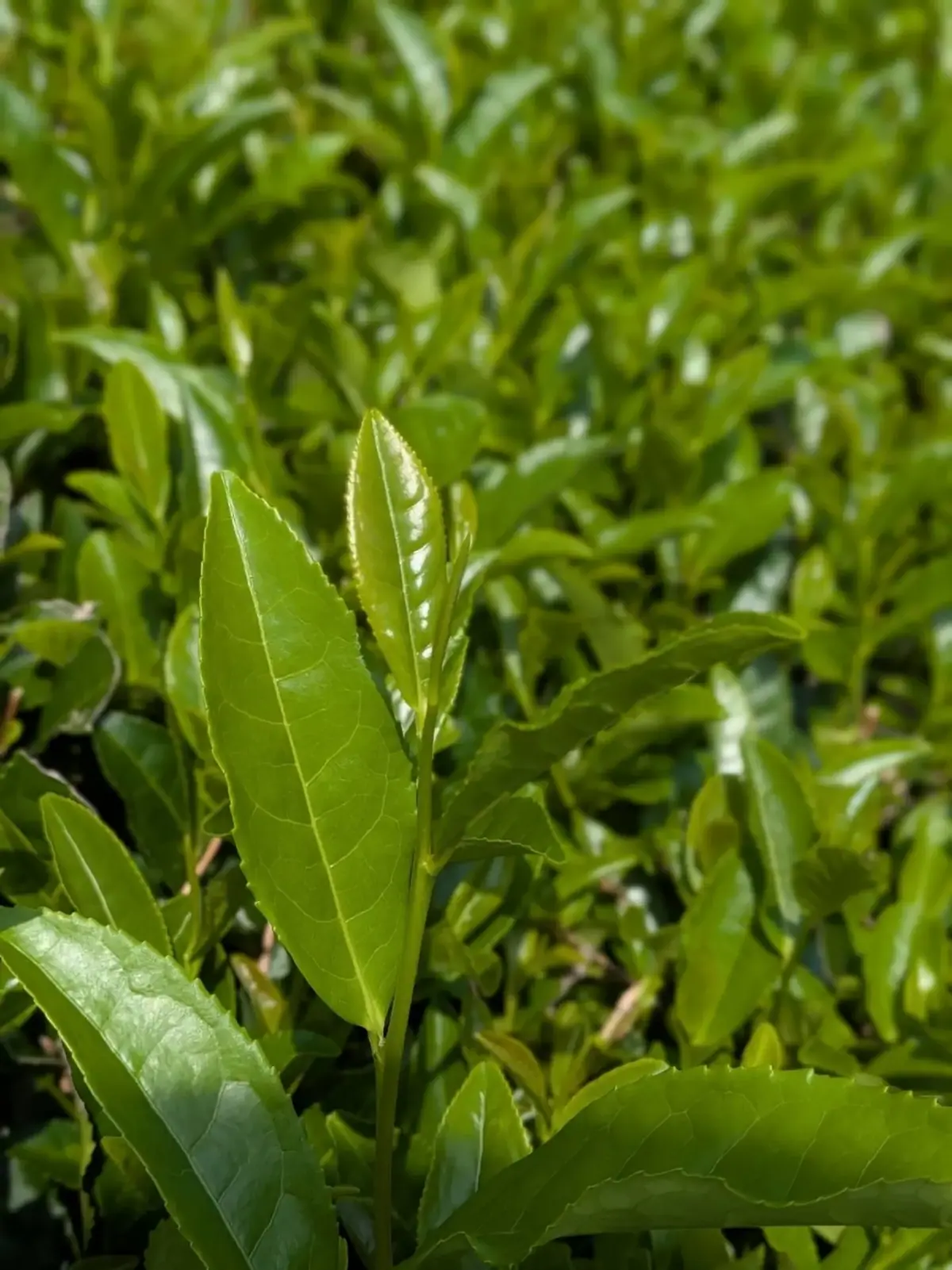 A single new shoot of tea, close up