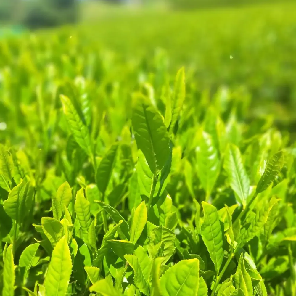Fresh tea leaves in bright sunlight, close up
