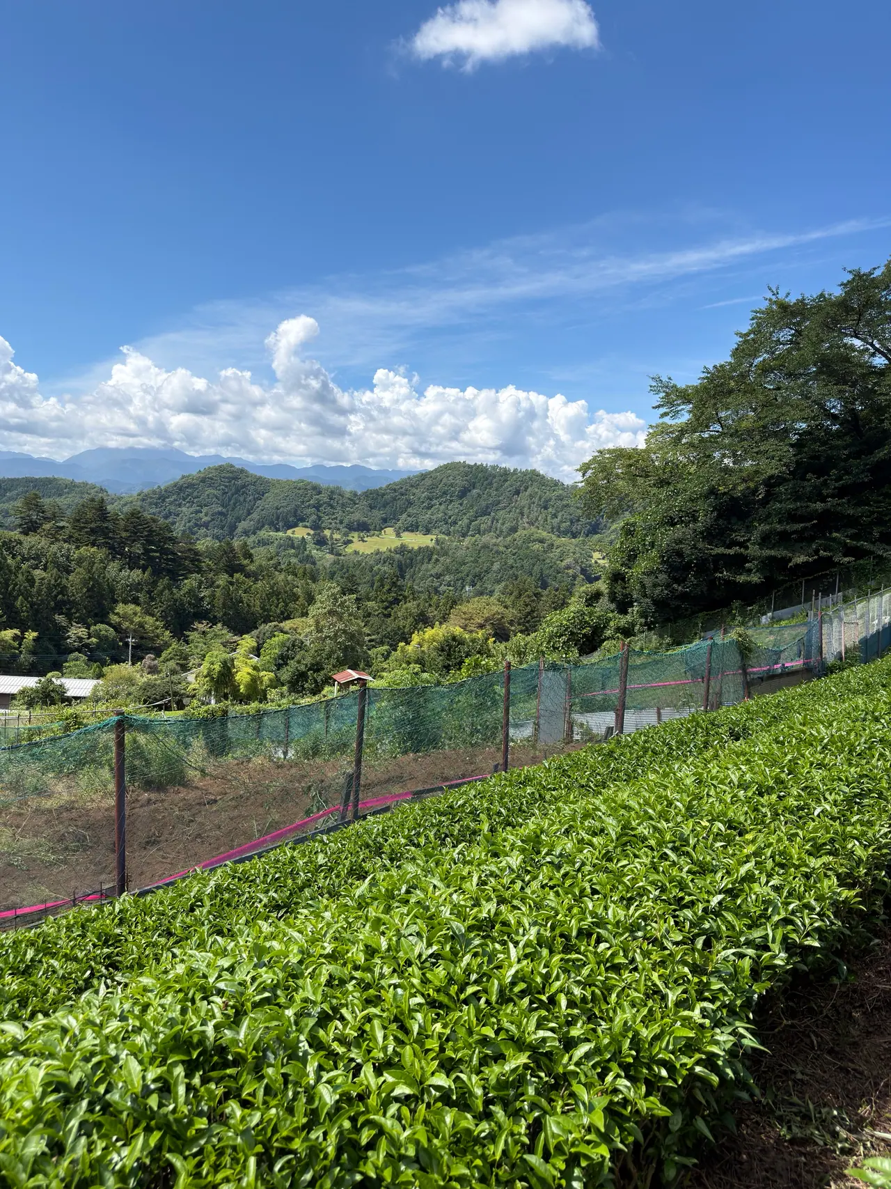 A hedge of tea bushes beside a net fence, looking out over wooded hills and mountains
